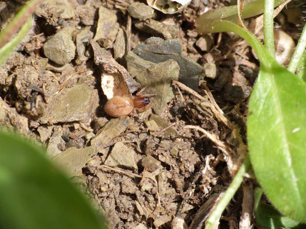 Giovane Clubiona sp. sotto una pietra - Tolfa (RM)